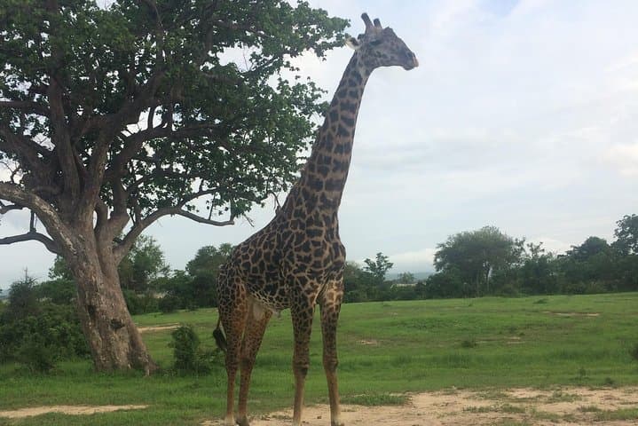 Mikumi Day Safari from Morogoro — Big Five & Hippo Viewing in One Day photo 5