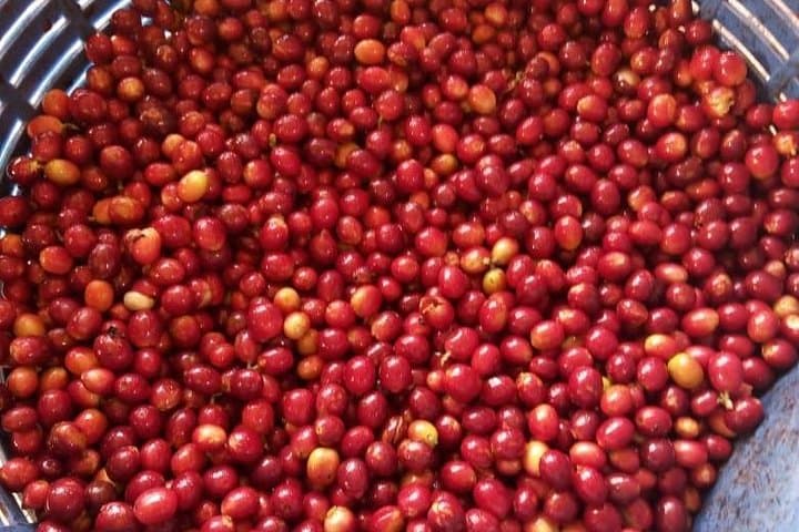 Inside Los Sauces: Coffee Micro‑Mill Tour in Orosi Valley photo 5