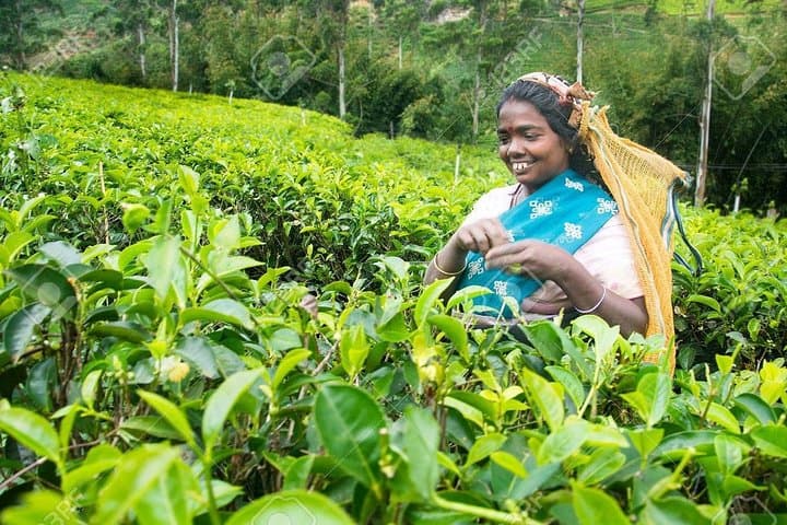 4-Day Horton Plains Hike and Kandy–Nuwara Eliya Scenic Train Tour photo 2