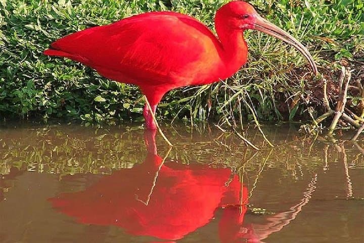Mangrove Eco-Boat Tour in Santos: Birdwatching & Wildlife Near São Paulo