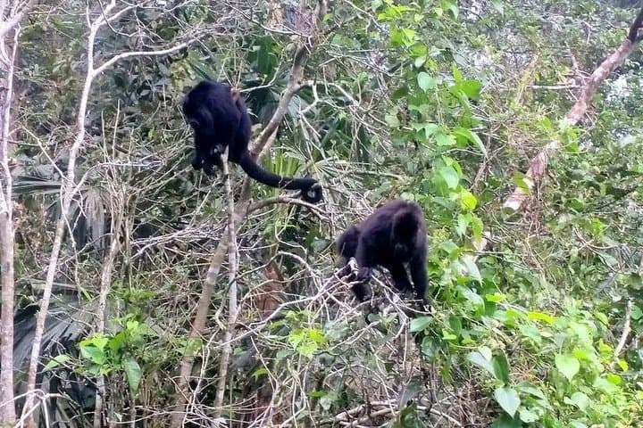 Altun Ha Mayan Ruins And Howler Monkey Shore Excursion From Belize City photo 5