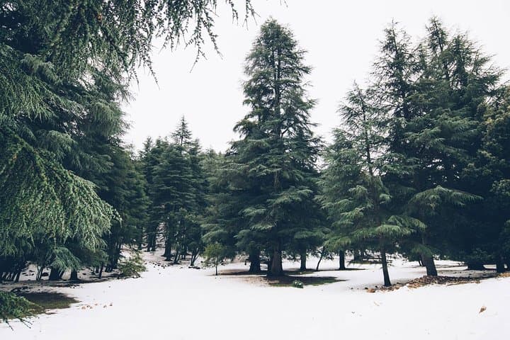 Middle Atlas Day Trip from Fez: Ifrane, Azrou & Cedar Forests photo 2