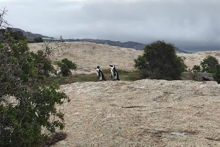 Penguin Encounter at Boulders Beach: Private Half-Day Tour from Cape Town photo 5
