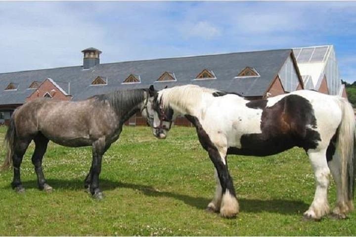 Explore Killarney National Park on a Scenic 2-Hour Guided Horseback Ride photo 5