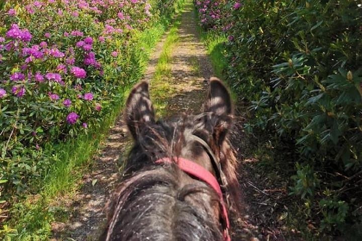 Explore Killarney National Park on a Scenic 2-Hour Guided Horseback Ride photo 6