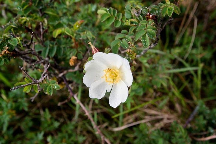 Stones and Stories: Private Guided Walk through the Burren (2 Hours) photo 2