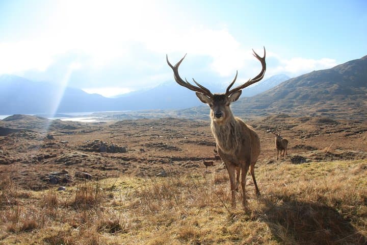Connemara Wild Red Deer Safari: Early-Morning Deer Watching in Connemara National Park photo 5