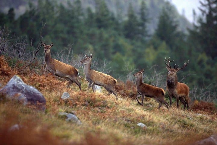 Connemara Wild Red Deer Safari: Early-Morning Deer Watching in Connemara National Park photo 2
