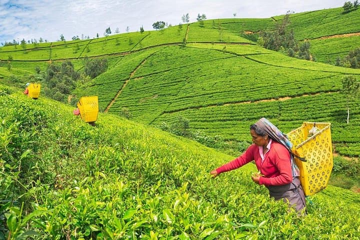 Nuwara Eliya Day Tour from Kandy: Tea Plantations, Waterfalls & Colonial Sights photo 1