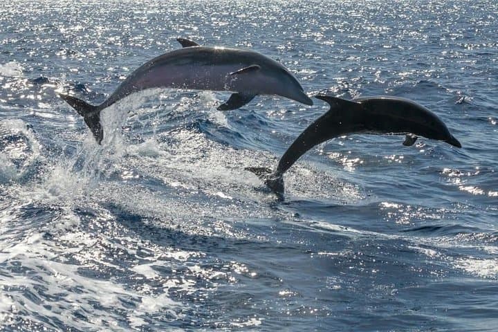 Sailing to Los Gigantes: Whale Watching from Costa Adeje photo 3