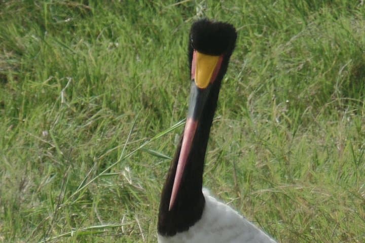 8-Day Kenya Birdwatching Safari: Samburu, Mt. Kenya & Rift Valley photo 2