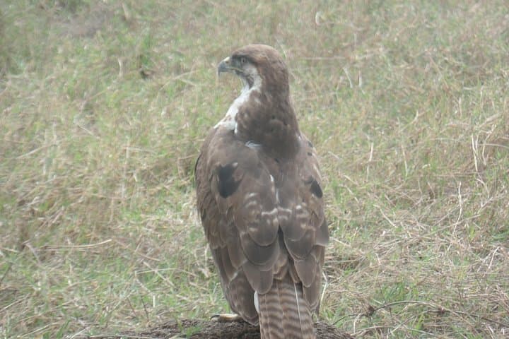 8-Day Kenya Birdwatching Safari: Samburu, Mt. Kenya & Rift Valley photo 3