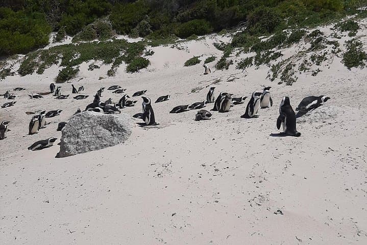 Cape Peninsula Day Tour: Cape Point, Penguins & Kirstenbosch in One Day photo 2
