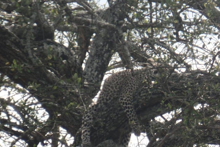 8-Day Kenya Birdwatching Safari: Samburu, Mt. Kenya & Rift Valley photo 4