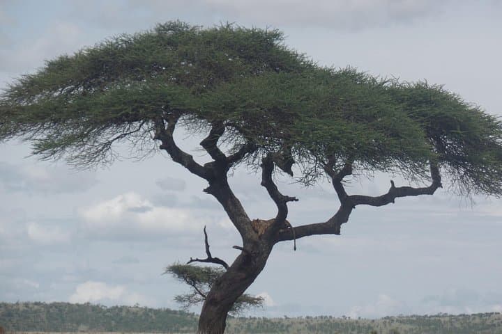 8-Day Kenya Birdwatching Safari: Samburu, Mt. Kenya & Rift Valley photo 5