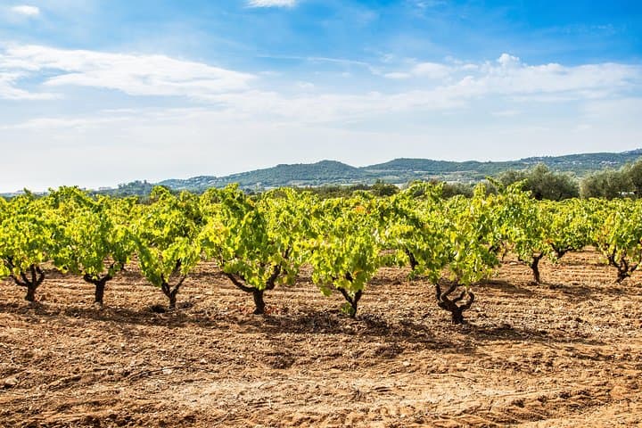 Coastal eBike Tour from Barcelona to Alella D.O. — Winery Tasting & Seafront Ride photo 3