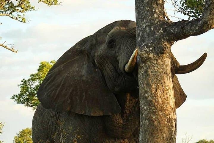 3-Day Kruger National Park Safari from Hazyview — Open-Vehicle Big Five Adventure photo 2