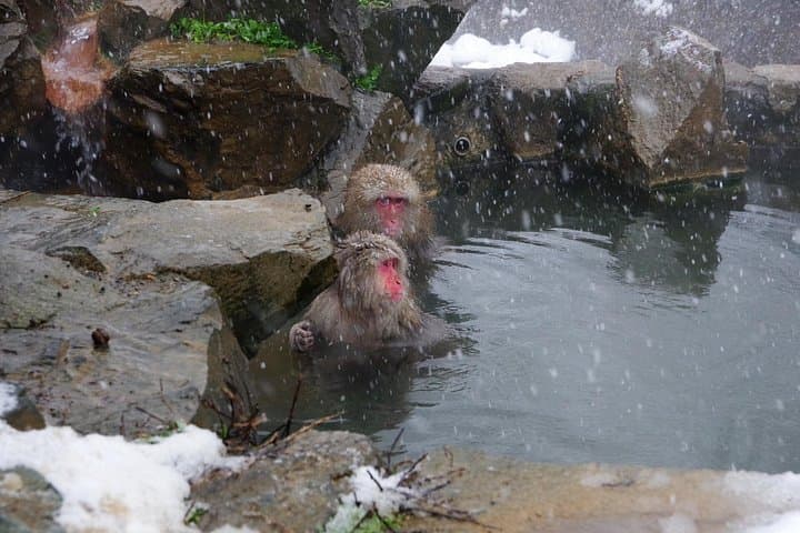 Nagano Snow Monkey Park & Togakushi Snowshoeing — Full-Day Winter Tour photo 2