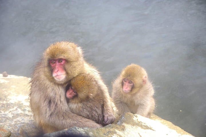 Nagano Snow Monkey Park & Togakushi Snowshoeing — Full-Day Winter Tour photo 4