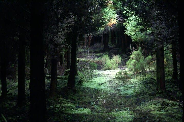 Walking Trails of Terceira: Coastal Caldeiras, Crater Lakes & Forest Routes photo 2