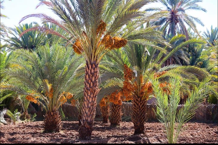 Ouarzazate to Zagora Day Trip: Kasbahs, Dunes & Camel Ride photo 3