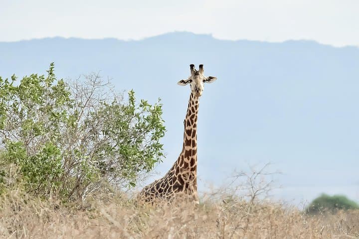 Amboseli Day Excursion: Kilimanjaro-Backed Elephant Safari from Nairobi photo 3