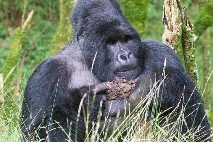 5-Day Uganda Gorilla, Chimpanzee & Wildlife Safari — Bwindi, Queen Elizabeth & Lake Bunyonyi