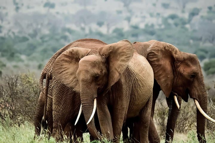 Amboseli Day Excursion: Kilimanjaro-Backed Elephant Safari from Nairobi photo 5
