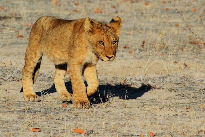2-Day Etosha Camping Safari: Game Drives, Waterholes & Pan Views