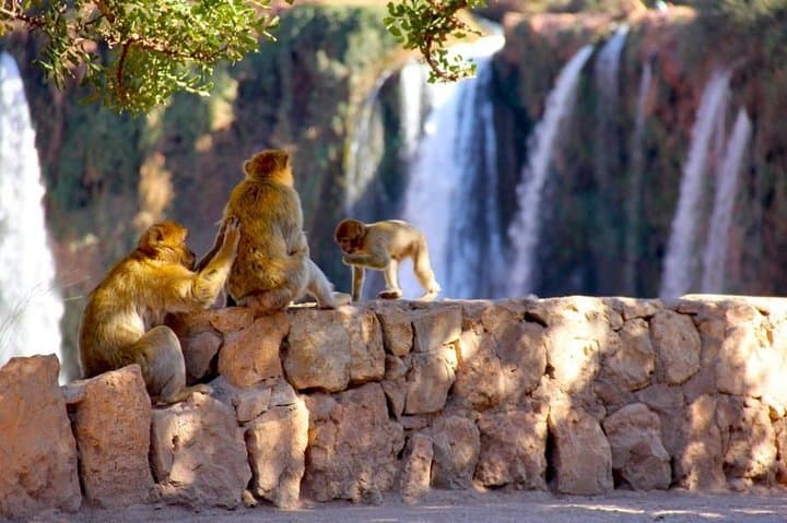Private Ouzoud Waterfalls Tour from Marrakech: Full-Day Guide photo 3