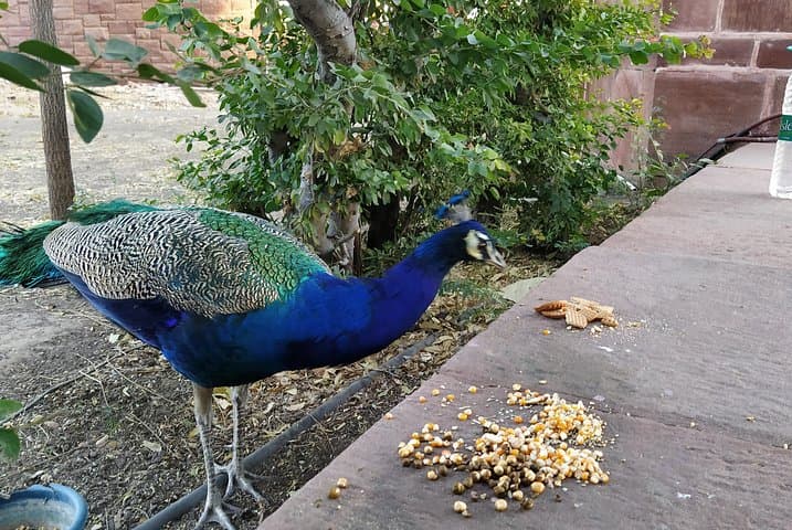 Mehrangarh Fort & Blue City: Private Half-Day Guided Tour in Jodhpur photo 2