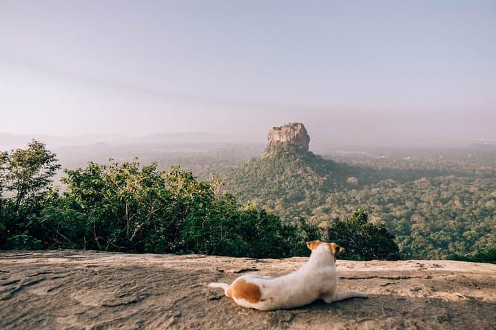 Pidurangala Day Tour from Negombo: Climb Pidurangala Rock & Lunch in Dambulla photo 2