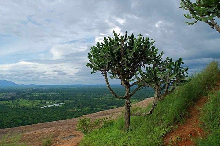 Pidurangala Day Tour from Negombo: Climb Pidurangala Rock & Lunch in Dambulla photo 4