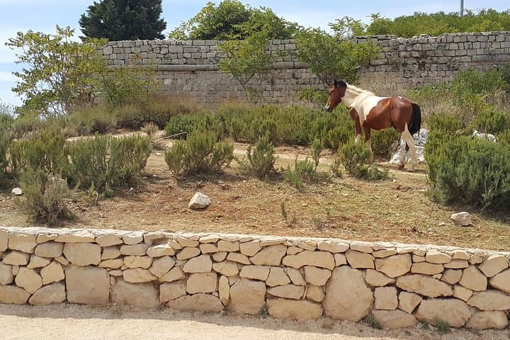 Konavle Countryside Private Tour from Dubrovnik — Cavtat, Sokol Tower & Molunat photo 4