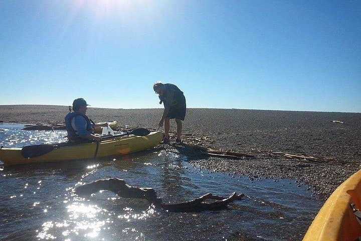 Jenner Coast Guided Kayak Tour — Paddle the Russian River Mouth with Seals photo 3
