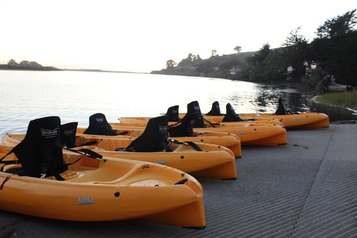 Jenner Coast Guided Kayak Tour — Paddle the Russian River Mouth with Seals photo 5