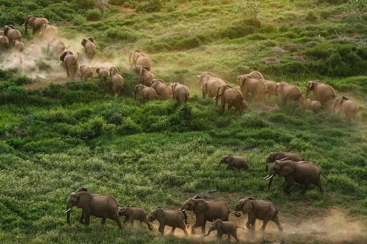 Explore Nairobi National Park and Wildlife Highlights: A Day Tour from Nairobi photo 4