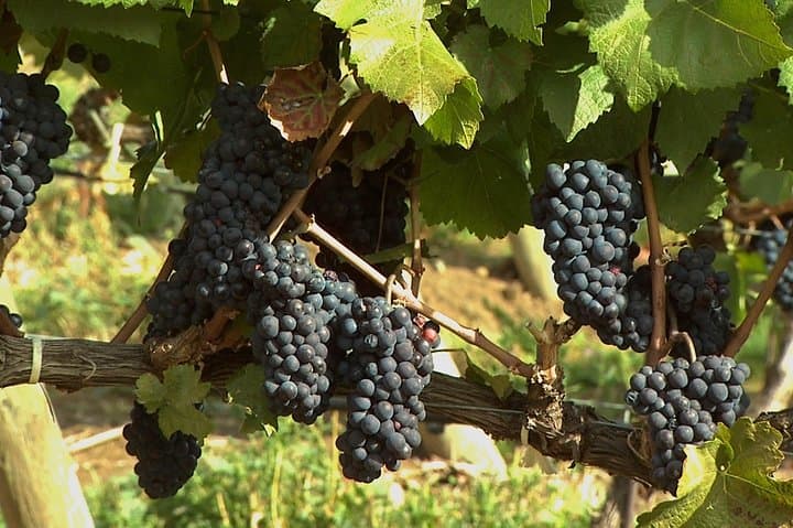 East Kelowna Wine Tour: Classic 4-Winery Tasting & Picnic Experience photo 5