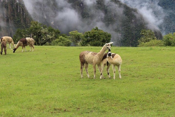 Machu Picchu Day Trip from Cusco: Guided Inca Citadel Tour photo 4