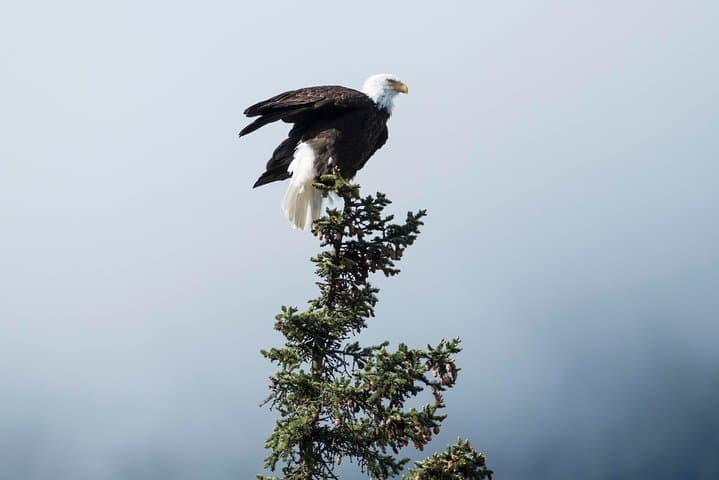 Chilkat Valley Full-Day Photography Tour from Haines — Wildlife & Landscape Workshop photo 4