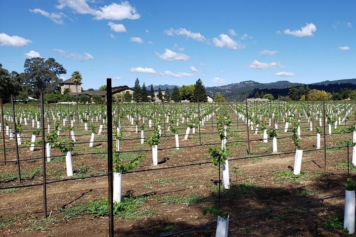 Luxury 8-Hour Napa Valley Wine Tour — Custom Itinerary & Chauffeur photo 6