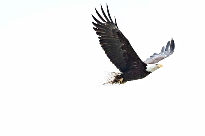 Chilkat Valley Full-Day Photography Tour from Haines — Wildlife & Landscape Workshop photo 6
