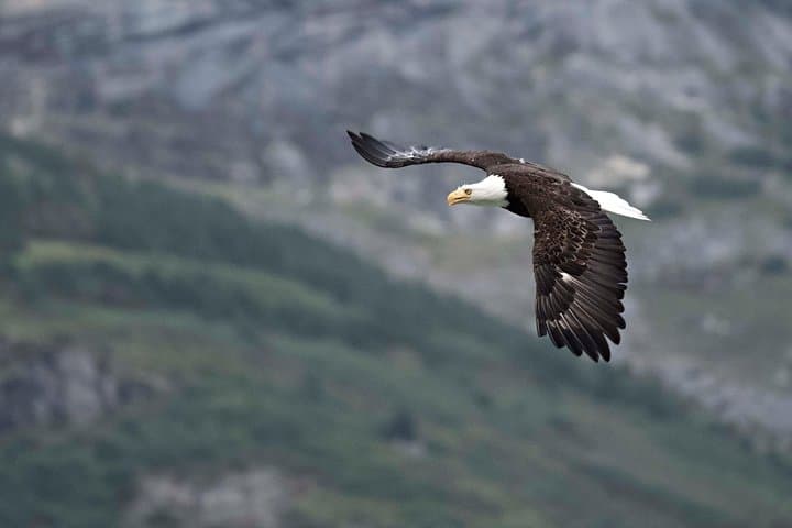 Chilkat Valley Photography Tour from Skagway to Haines photo 4