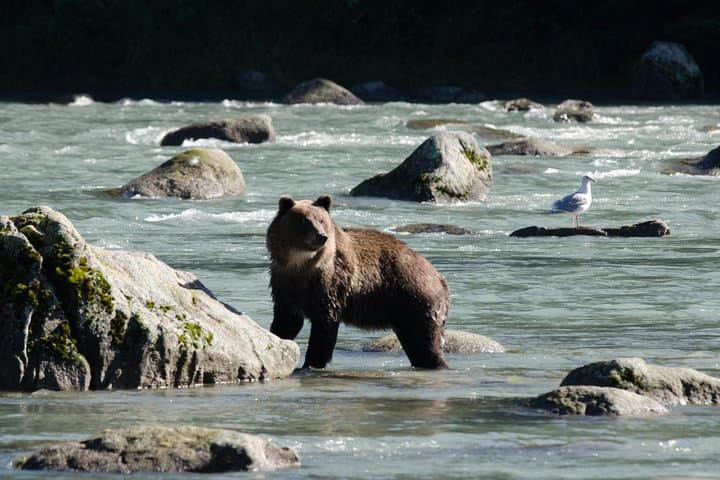 Chilkat Valley Full-Day Photography Tour from Haines — Wildlife & Landscape Workshop photo 2