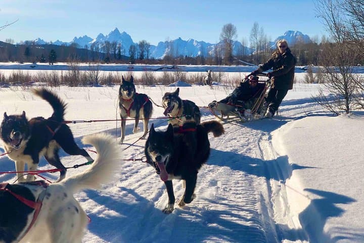 Jackson Hole Dog Sledding Adventure: Buffalo Fork Sled Tour Under the Tetons photo 2