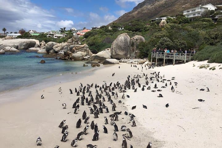 Cycling the Cape Peninsula: E‑Bike Private Tour from Cape Town to Cape Point photo 6