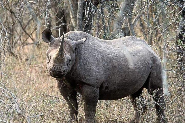 2-Day Hluhluwe–iSimangaliso Safari from Durban: Big Five, Hippos & Estuary Cruise photo 5