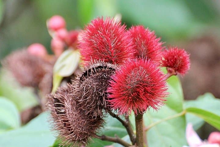 Inside Zanzibar's Spice Trail: Half-Day Farm Walk & Tasting