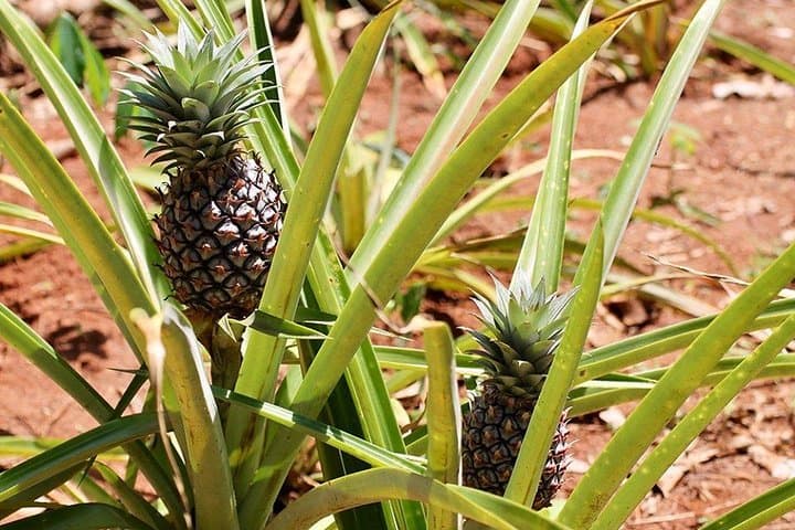 Inside Zanzibar's Spice Trail: Half-Day Farm Walk & Tasting photo 4