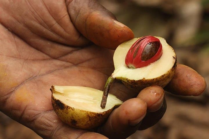 Inside Zanzibar's Spice Trail: Half-Day Farm Walk & Tasting photo 5